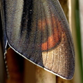 Paysandisia archon détail des ailes.JPG