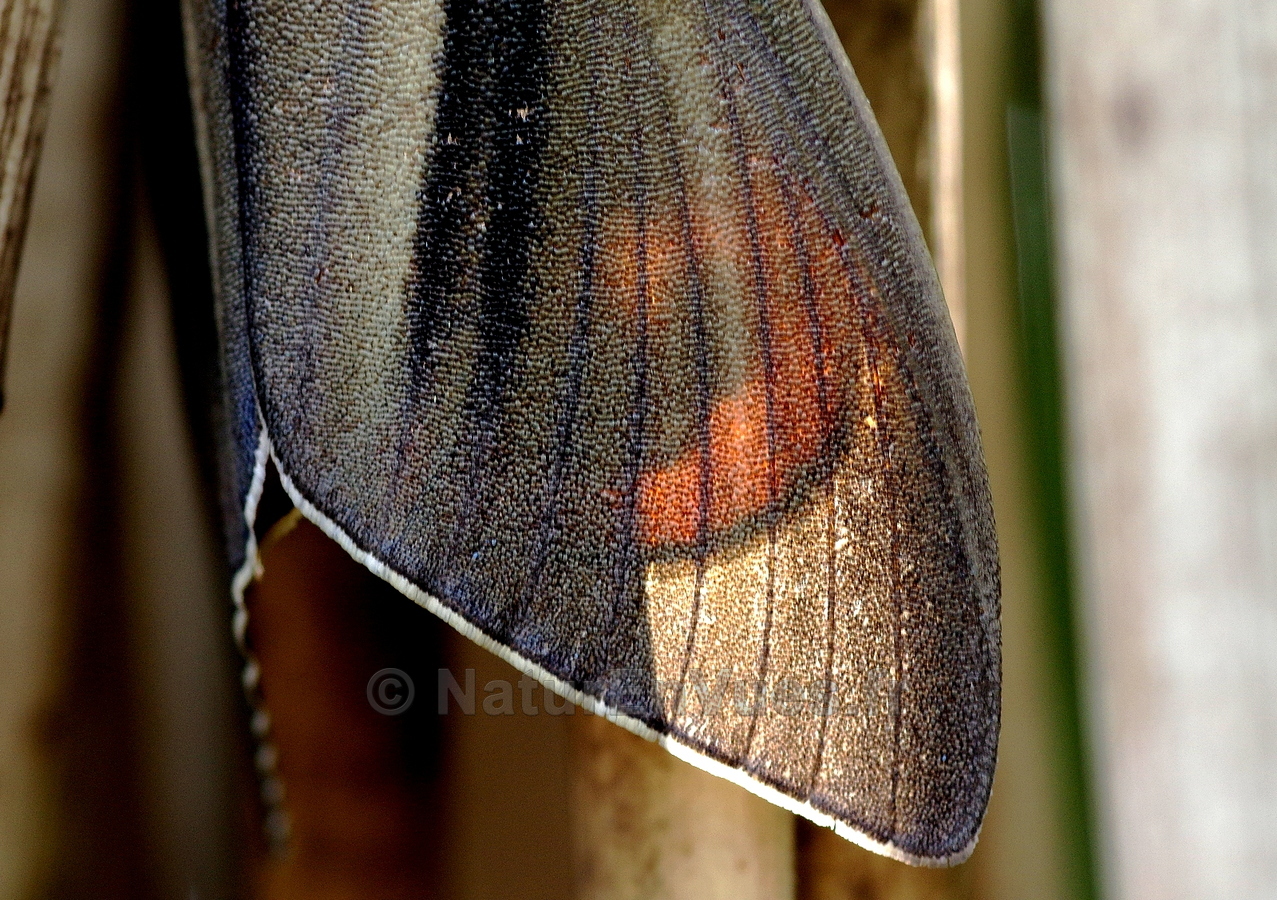 Paysandisia archon, détail des ailes