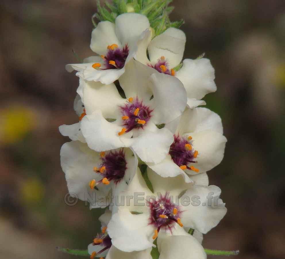 Molène (Verbascum) à fleurs blanches 