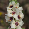 Molène (Verbascum) à fleurs blanches 
