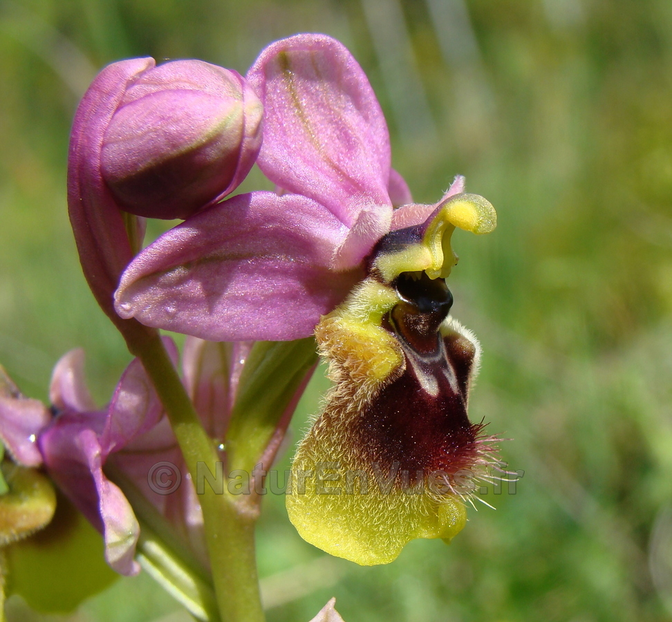 Ophrys grandiflora (Sicile)