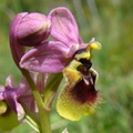 Ophrys grandiflora (Sicile)