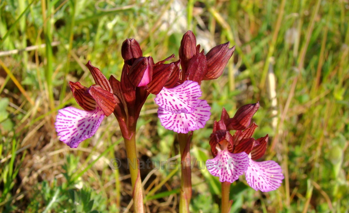 Orchis papilionacea (Sicile).JPG