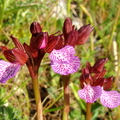 Orchis papilionacea (Sicile)