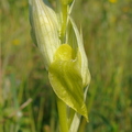 Serapias vomeracea hypochrome - Sicile