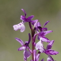 Orchis olbiensis (Solliès-Toucas - 83)
