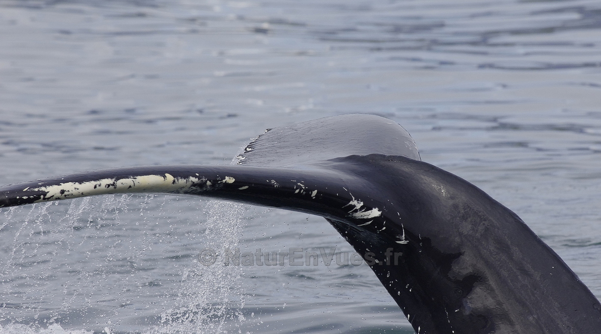 Baleine à bosses (Islande) 3.JPG