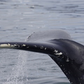 Baleine à bosses (Islande) 