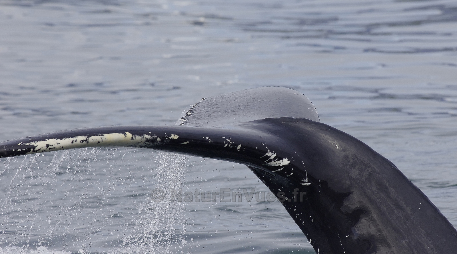 Baleine à bosses (Islande) 