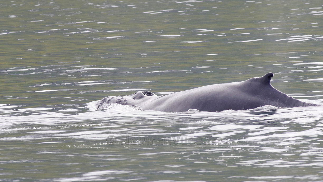 Baleine à bosses (Islande) 4.JPG