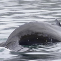 Baleine à bosses (Islande) 5.JPG