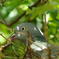 Pigeon ramier (Mansigné - 72)