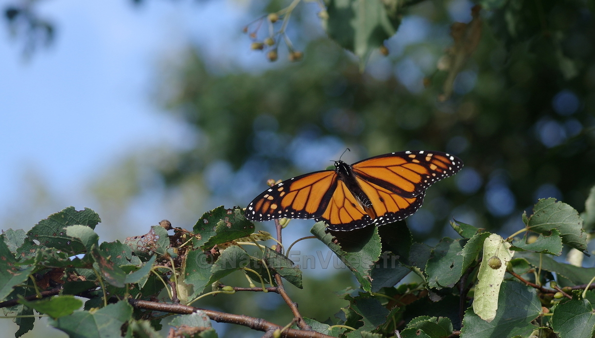 Papillon monarque (High park, Toronto)