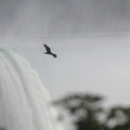 Urubu à tête rouge (Niagara Falls, Ontario)