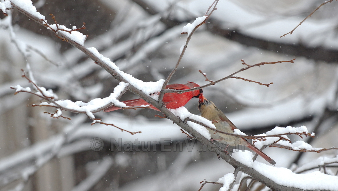 Cardinal rouge (échange de nourriture entre mâle et femelle) Gatineau - Québec