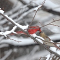 Cardinal rouge (échange de nourriture entre mâle et femelle) Gatineau - Québec