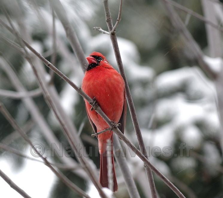 Cardinal rouge (Gatineau, Québec)