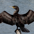 Grand cormoran (Hyères)