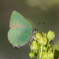 Argus vert (Nîmes, Gard) a