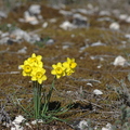 Narcissus assoanus (Nîmes) 