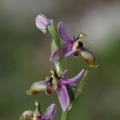 Ophrys scolopax atypique (hypochrome) Gruissan, Aude