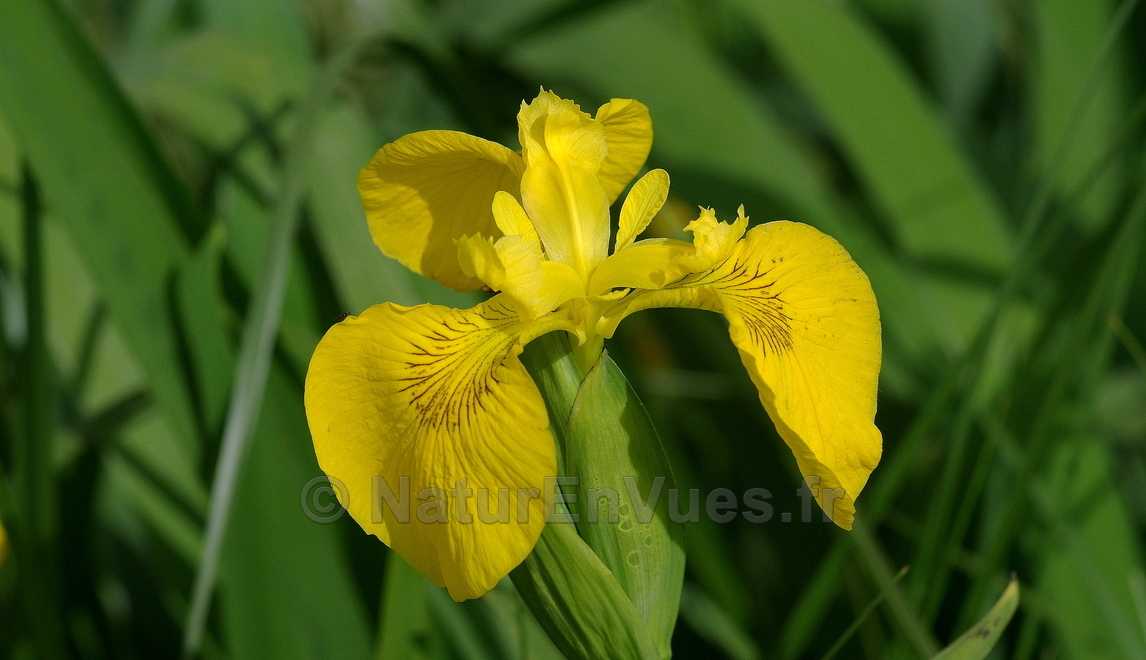 Iris faux acore (Hyères, Var)