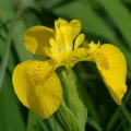 Iris faux acore (Hyères, Var)