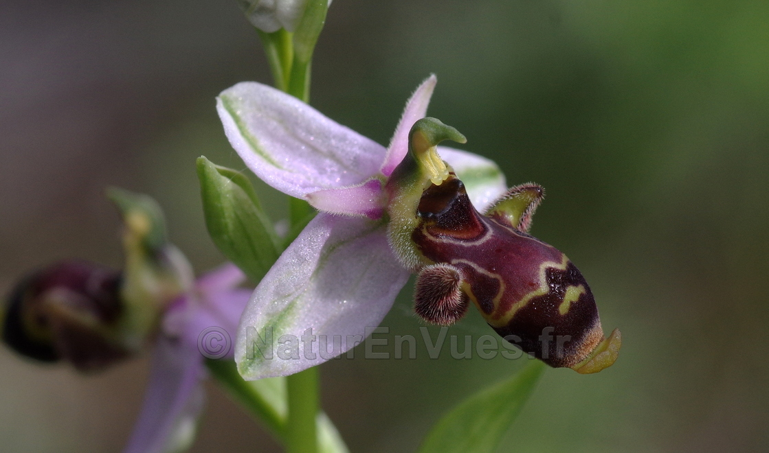 Ophrys scolopax  (Gruissan, Aude)