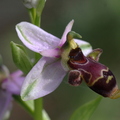 Ophrys scolopax  (Gruissan, Aude)
