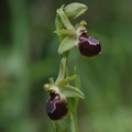 Ophrys provincialis (Cuers, Var)