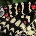 Proserpine, détail d'une aile antérieure