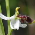 Ophrys philippi (Belgentier, Var)