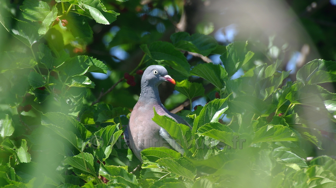 Pigeon ramier (Hyères, Var)