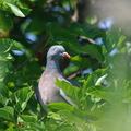 Pigeon ramier (Hyères, Var)