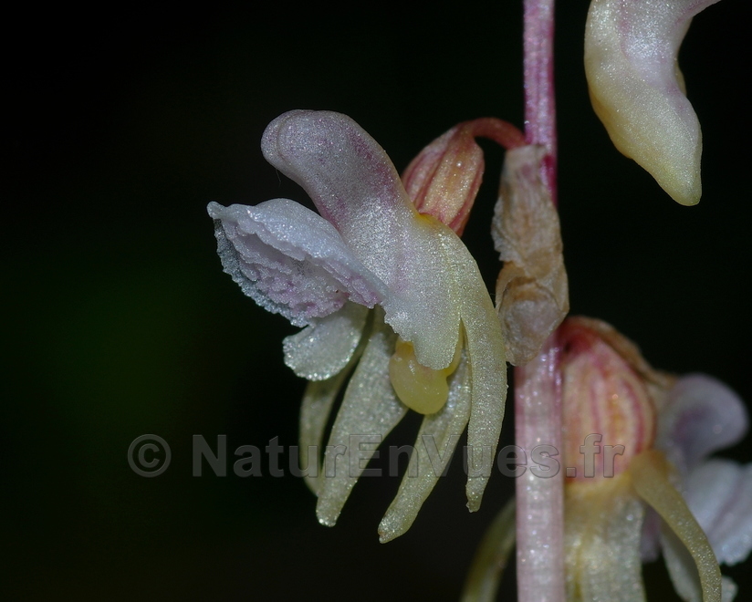 Epipogon aphyllum 1 (Crots, 05).jpg