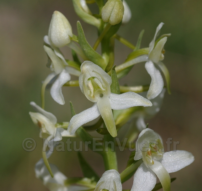 Platanthera chlorantha (Chateauroux Les Alpes, 05)