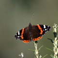 Papillon Vulcain (Pierrefeu du Var)
