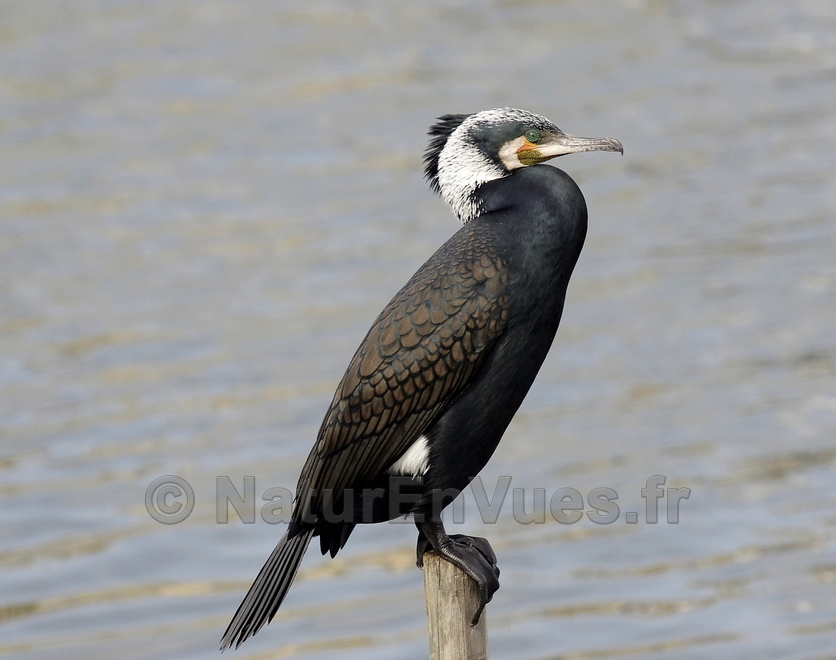 Grand cormoran (Hyères, Var) 