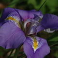Iris unguicularis (Solliès-Pont, acclimaté)