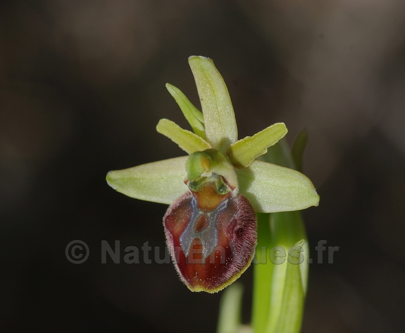 Ophrys massiliensis (Toulon, Var)