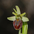 Ophrys massiliensis (Toulon, Var)