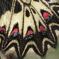 La Diane, papillon (Solliès-Toucas, Var) Détail des ailes postérieures