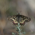 La Diane, papillon (Solliès-Toucas, Var)