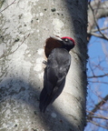 Pic noir, mâle (Dryocopus martius) - Plan d'Aups, 13