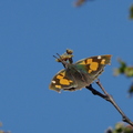 Papillon échancré (Libythea celtis) sur micocoulier - Solliès-Pont, Var