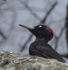 Pic noir, mâle (Dryocopus martius) - Plan d'Aups, 13