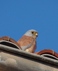 Faucon crécerellette (Falco naumanni) - Villeveyrac, 34