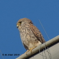 Faucon crécerellette femelle (Falco naumanni) - Villeveyrac, 34