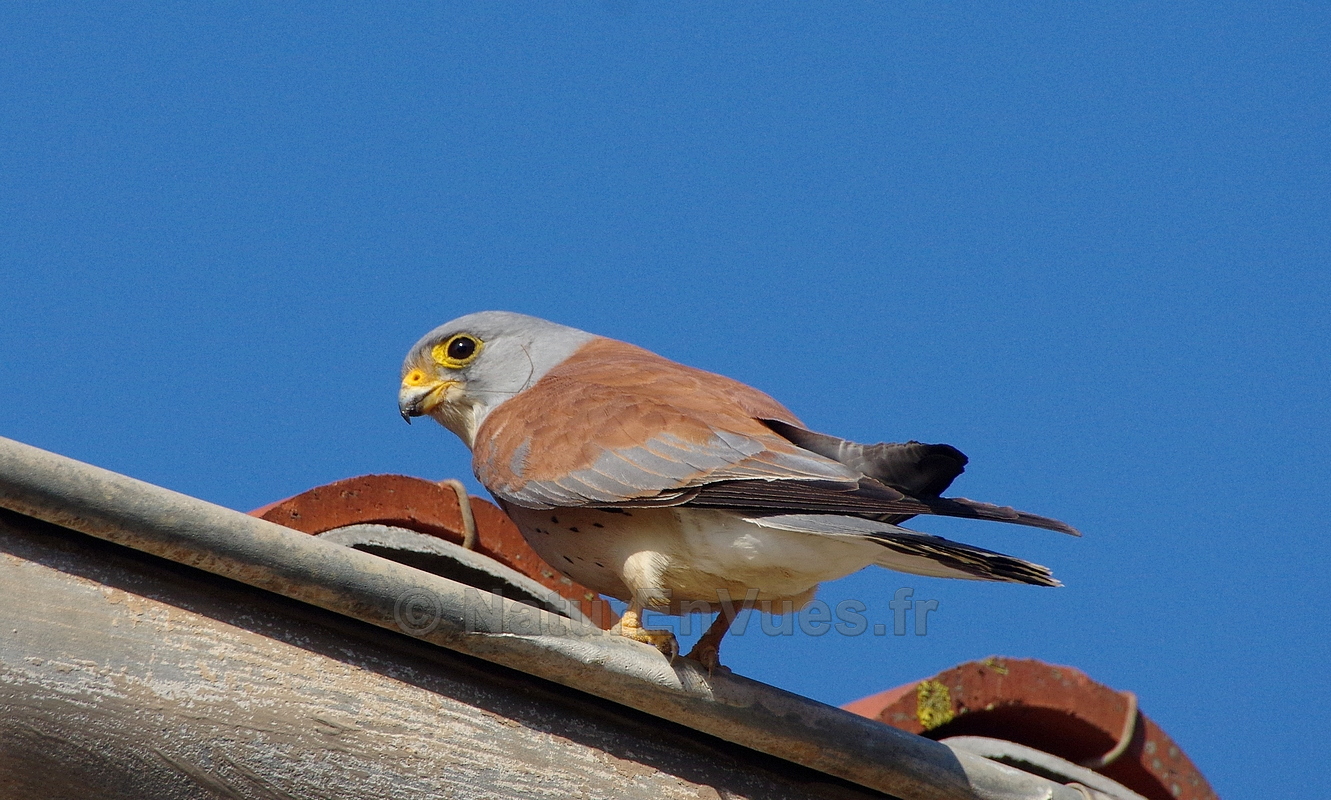 Faucon crécerellette (Falco naumanni) - Villeveyrac, 34