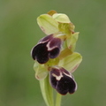 Ophrys de Gascogne (Ophrys vasconica) -  Salerm, 31